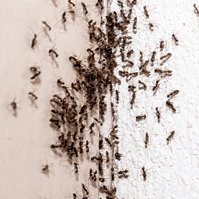 ANT CONTROL